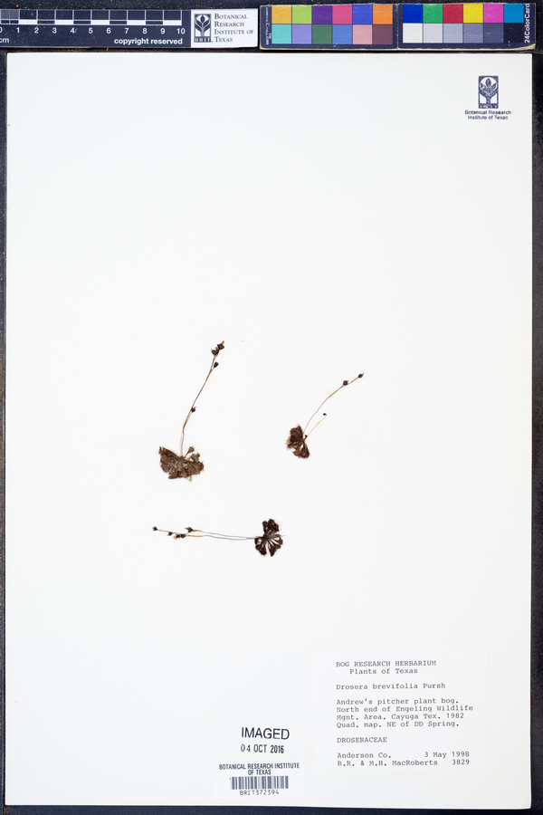 Drosera brevifolia image