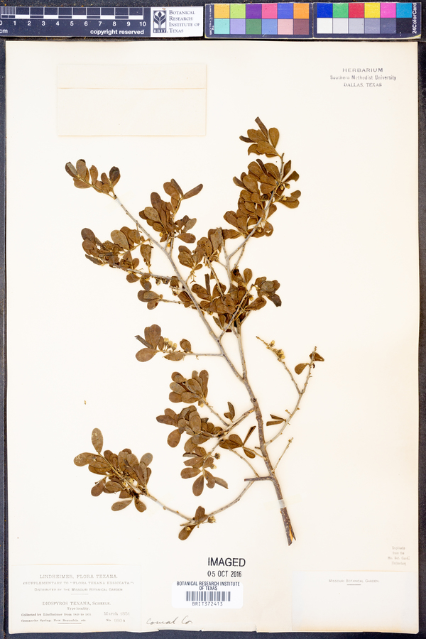 Diospyros texana image