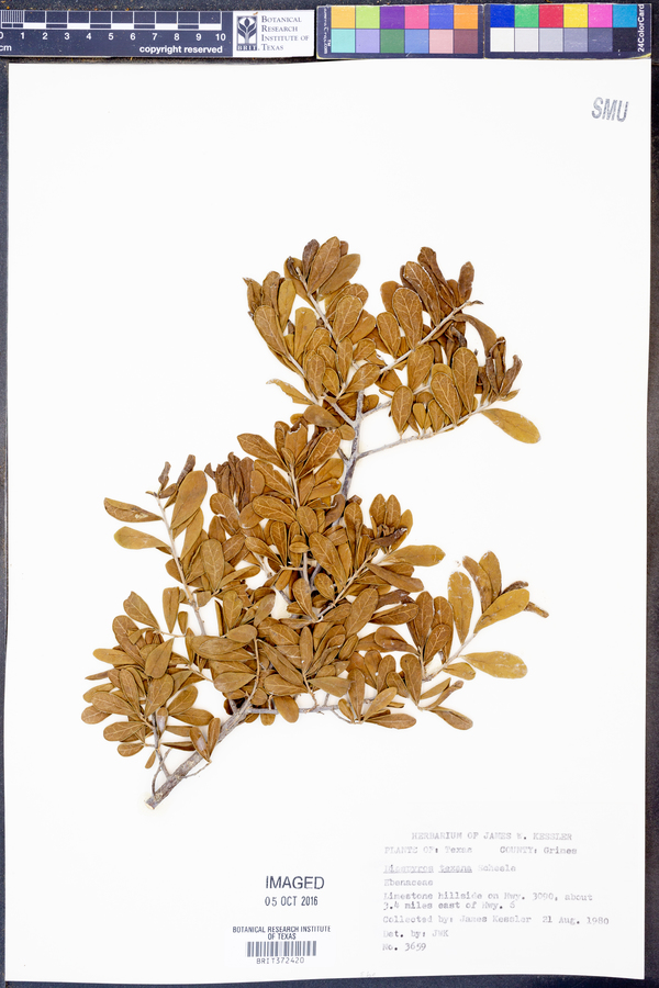 Diospyros texana image
