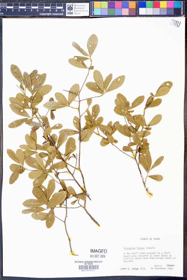 Diospyros texana image