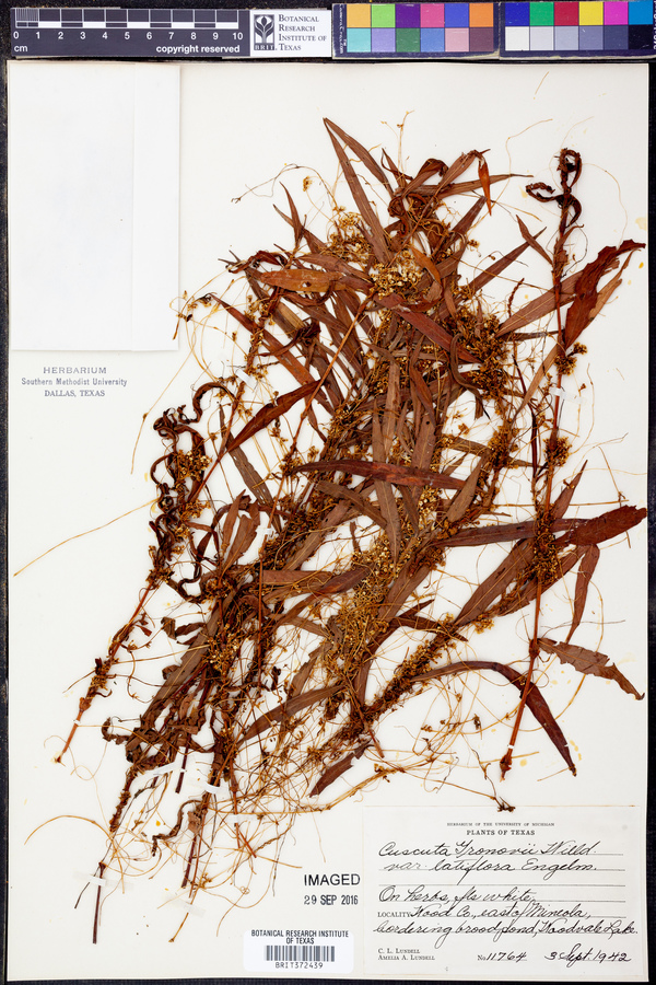 Cuscuta gronovii var. gronovii image