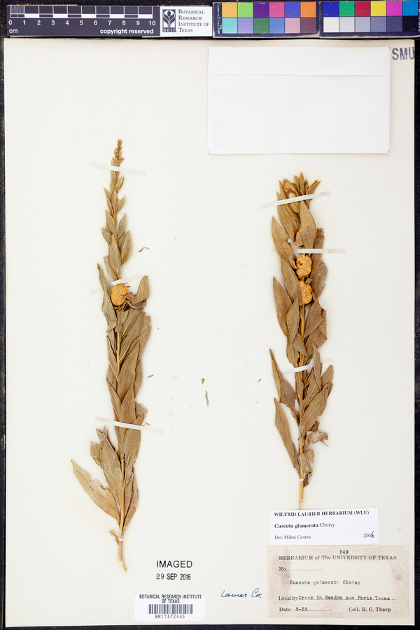 Cuscuta glomerata image