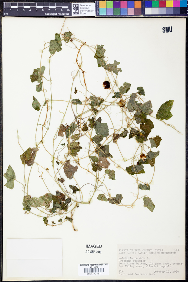 Melothria image