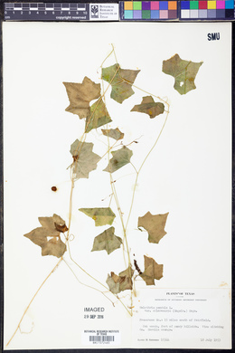 Melothria pendula var. chlorocarpa image