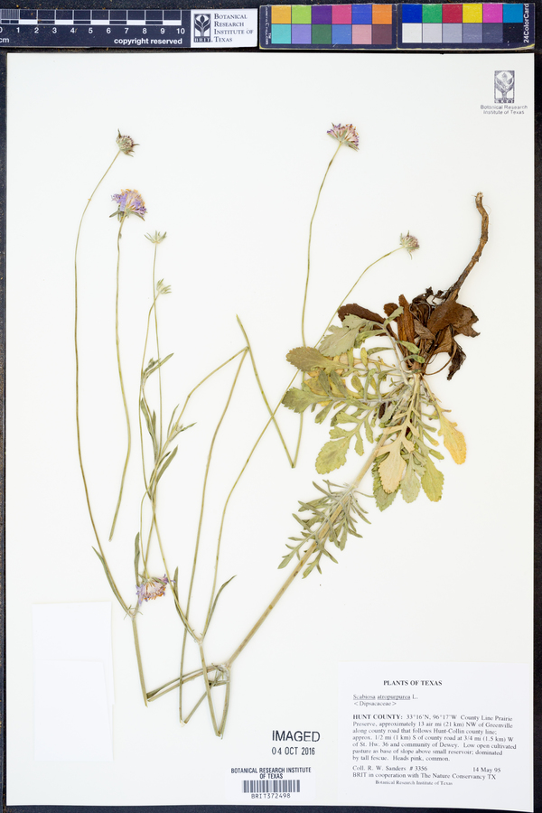 Scabiosa atropurpurea image