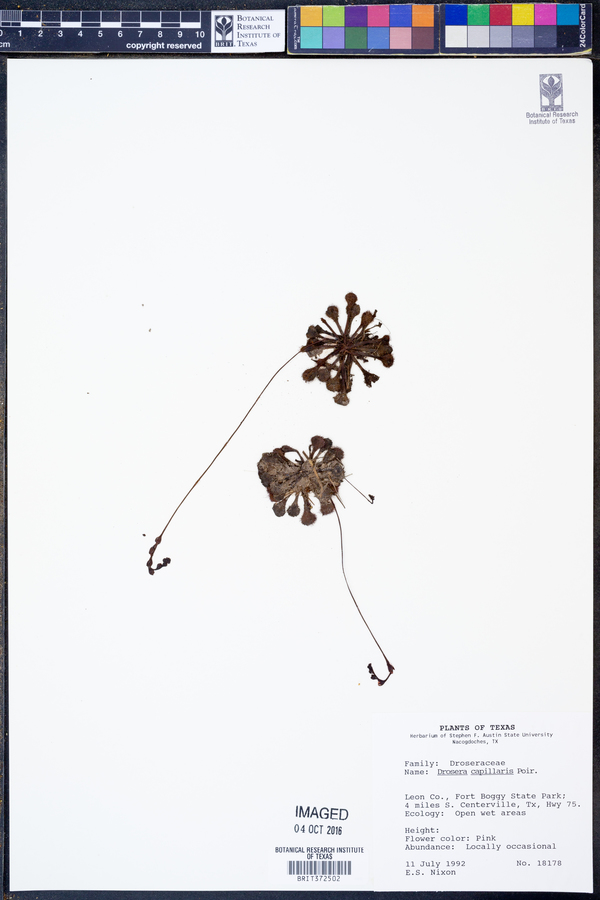 Drosera capillaris image