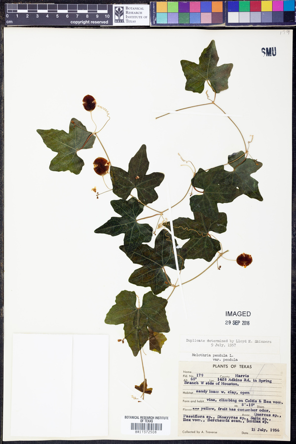 Melothria pendula var. pendula image