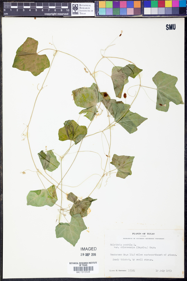 Melothria pendula var. chlorocarpa image
