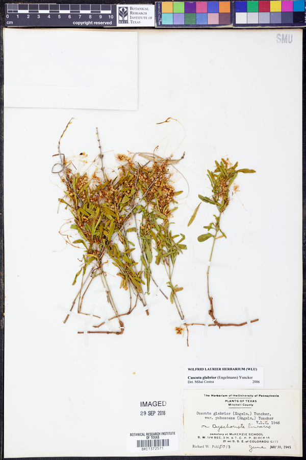 Cuscuta glabrior image