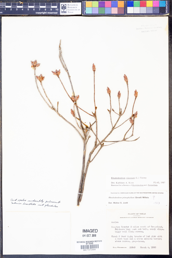 Rhododendron viscosum image