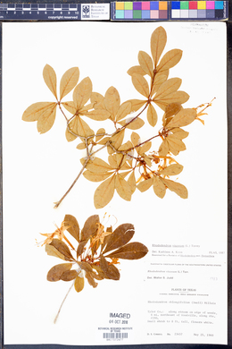 Rhododendron viscosum image