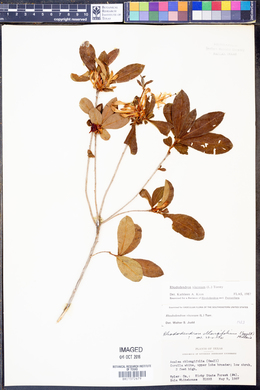 Rhododendron viscosum image