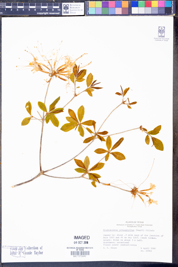 Rhododendron prinophyllum image