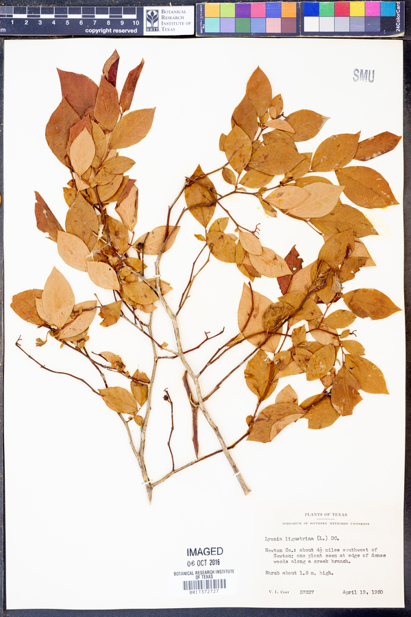 Vaccinium fuscatum image