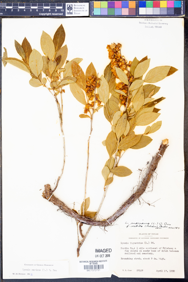 Lyonia mariana image