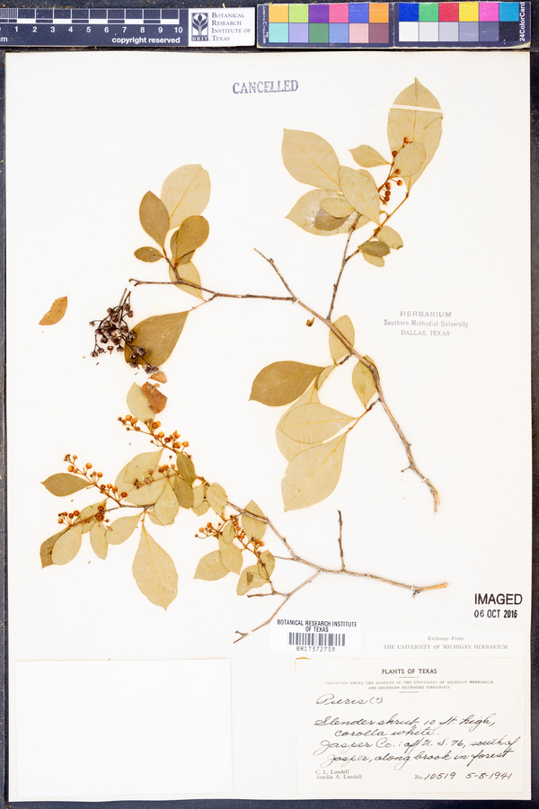 Lyonia ligustrina var. foliosiflora image