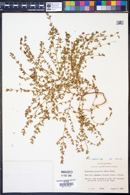 Chamaesyce maculata image