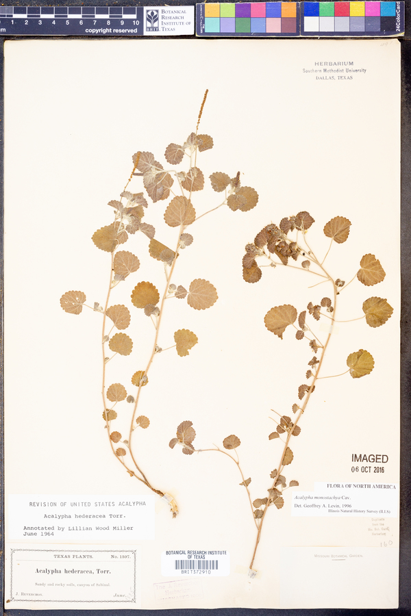 Acalypha monostachya image