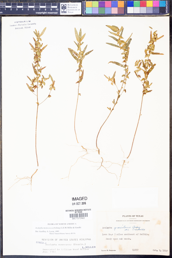 Acalypha monococca image