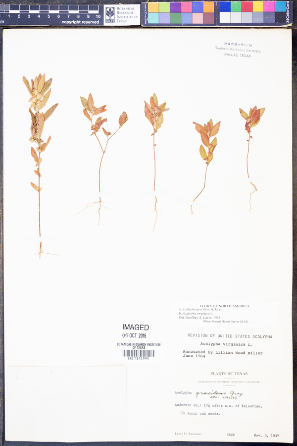 Acalypha gracilens image