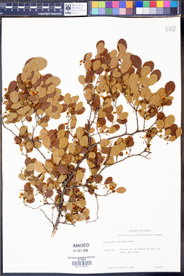 Vaccinium arboreum image