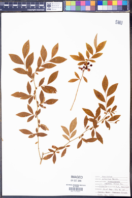 Vaccinium arboreum image