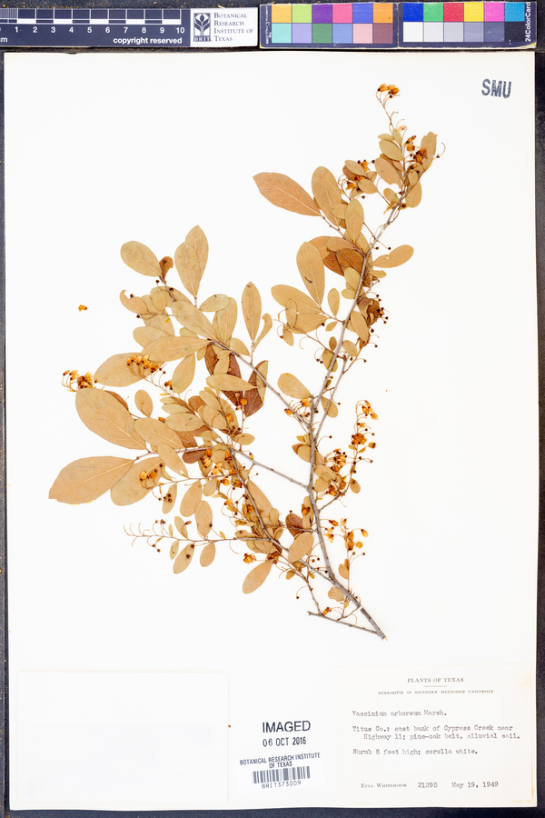 Vaccinium arboreum image