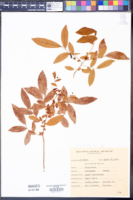 Vaccinium stamineum image