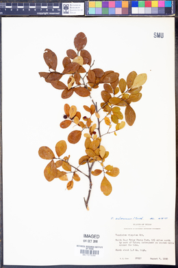 Vaccinium arboreum image