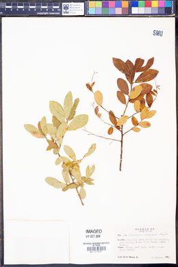 Vaccinium arboreum image