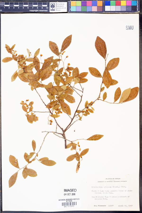 Batodendron image