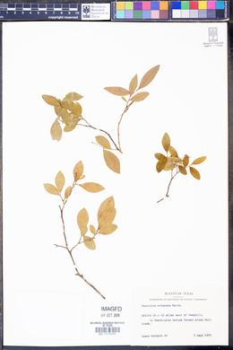Vaccinium arboreum image