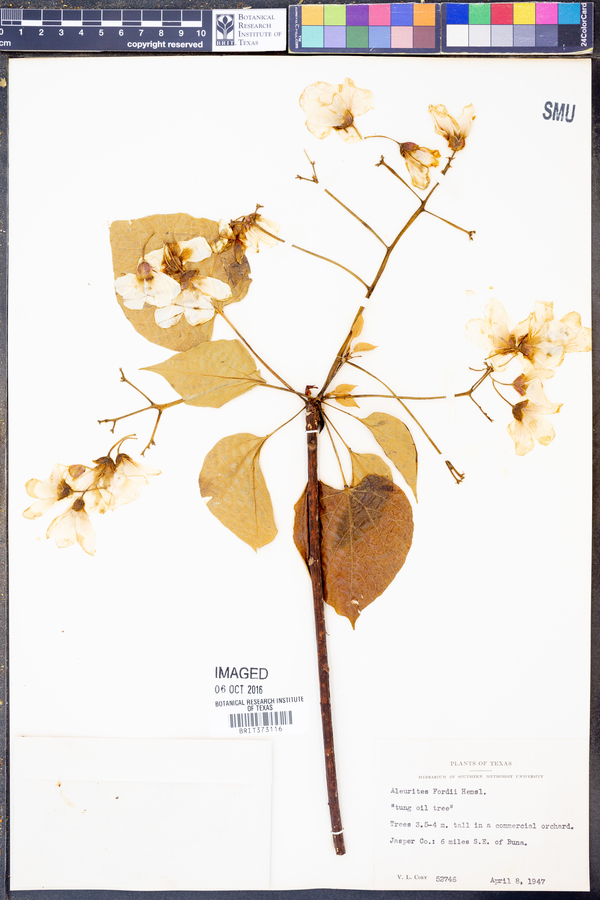 Aleurites fordii image