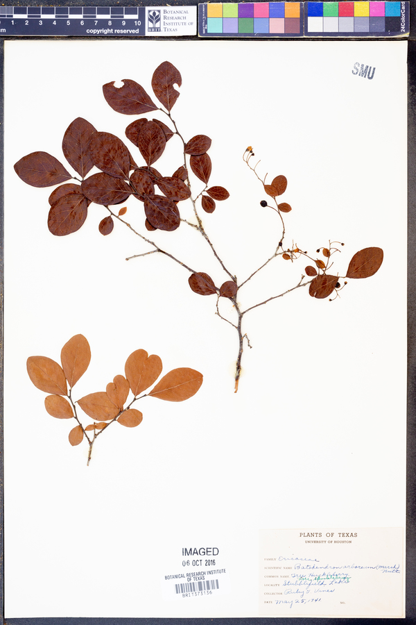 Batodendron arboreum image