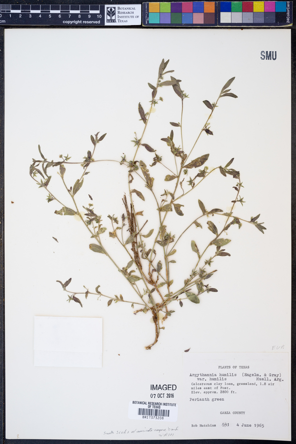 Argythamnia humilis var. humilis image
