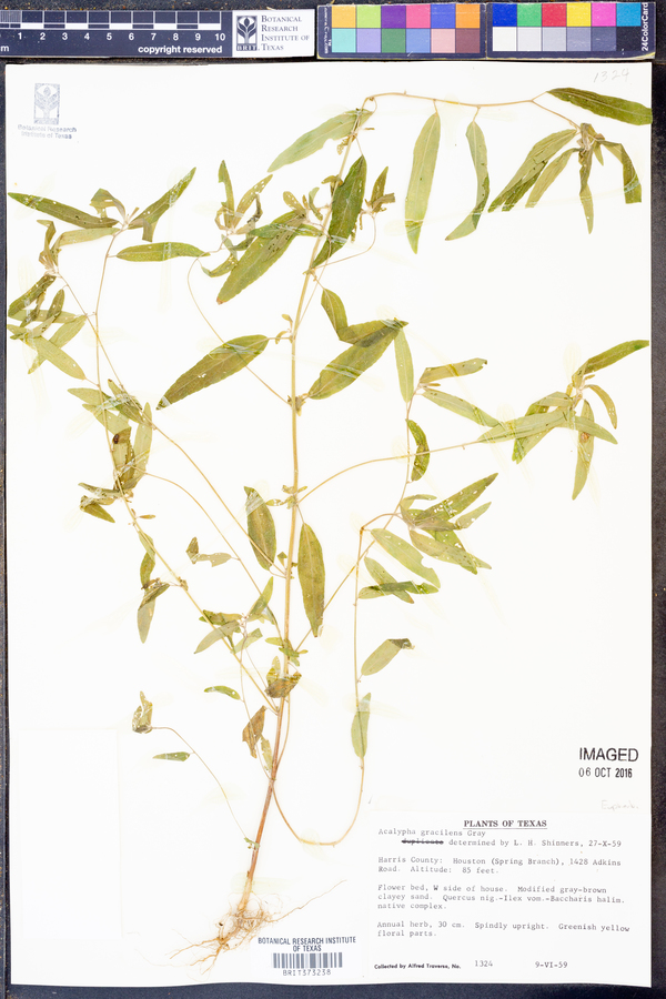 Acalypha gracilens image