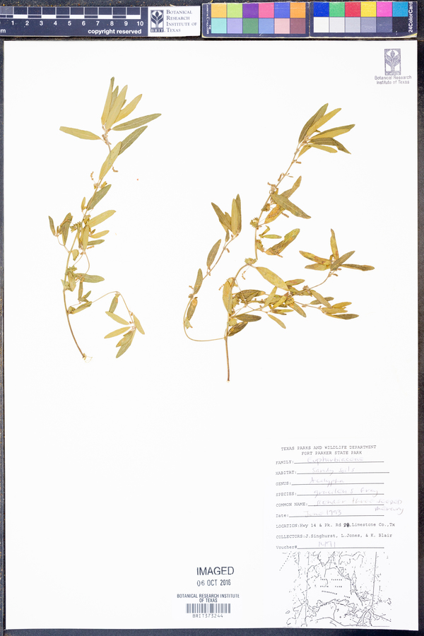 Acalypha gracilens image