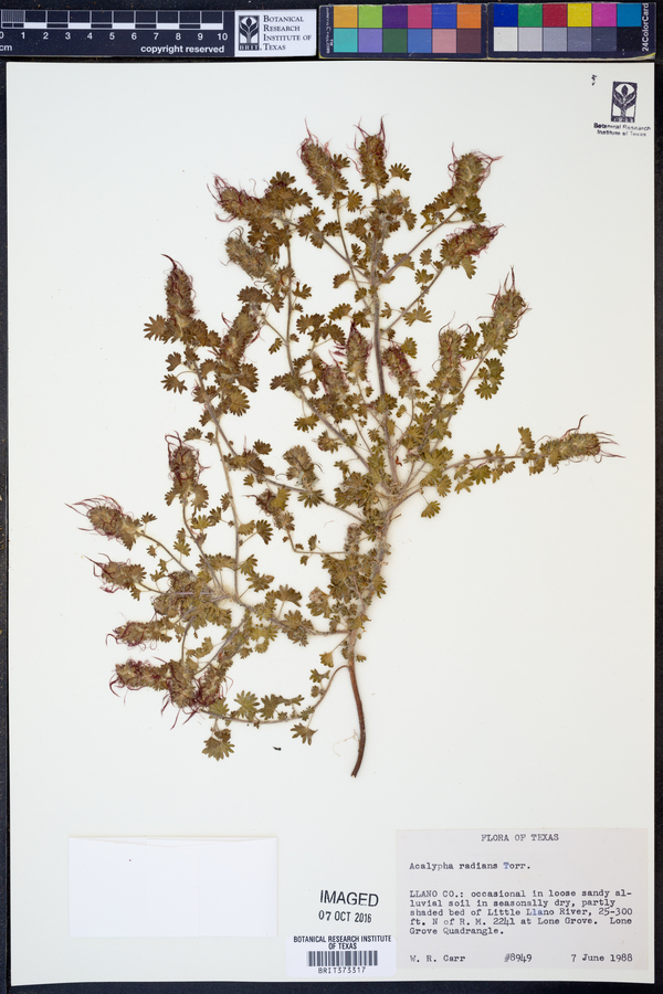 Acalypha radians image