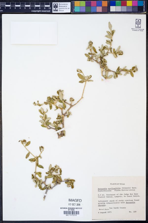 Bernardia myricifolia image