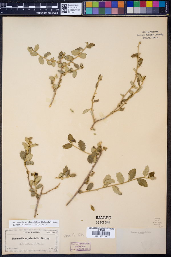 Bernardia myricifolia image