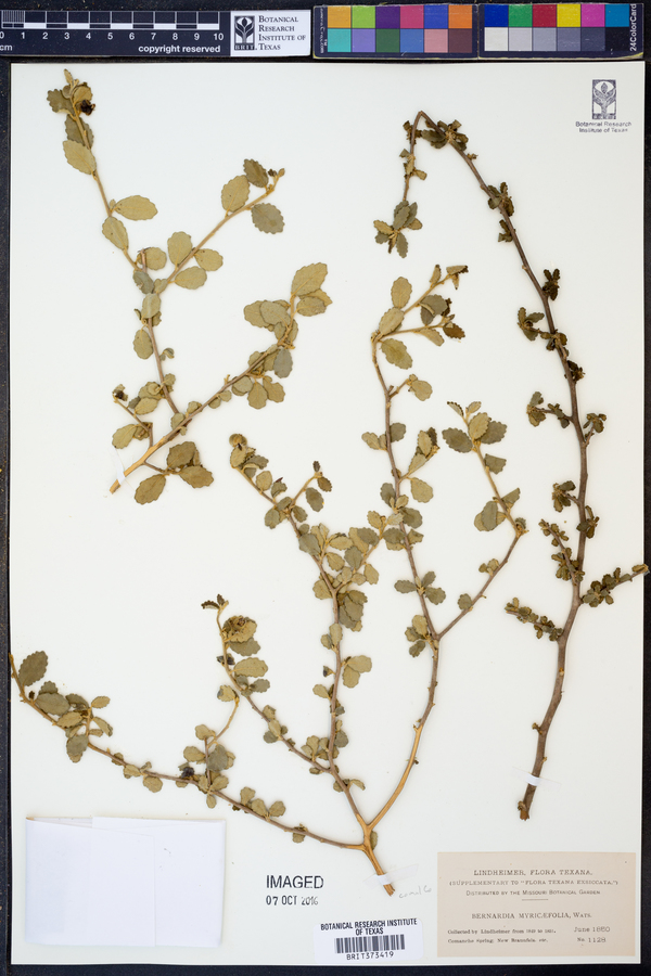 Bernardia myricifolia image