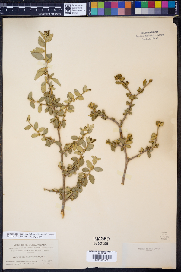 Bernardia myricifolia image