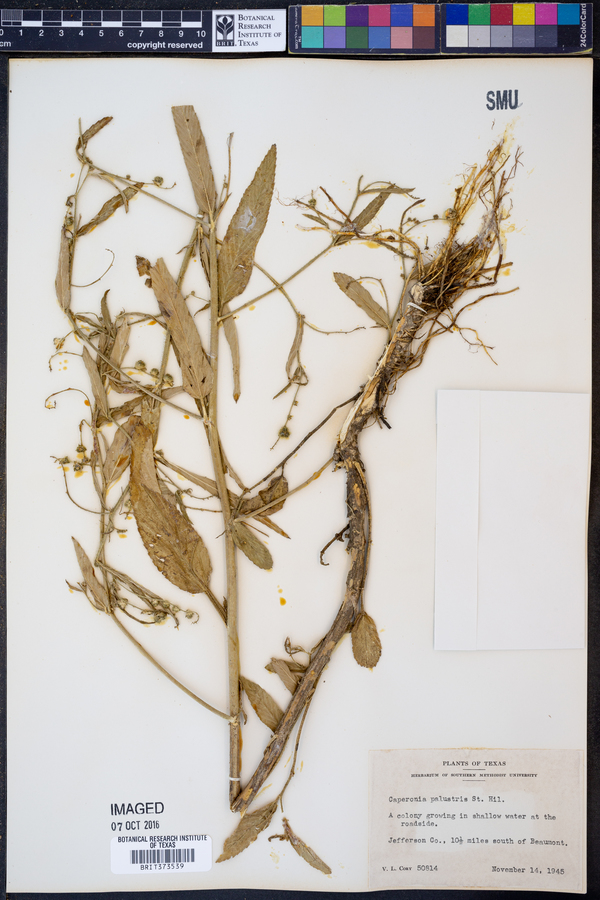 Caperonia palustris image