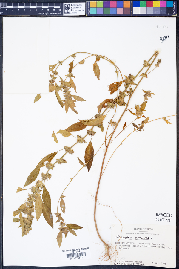 Acalypha virginica image