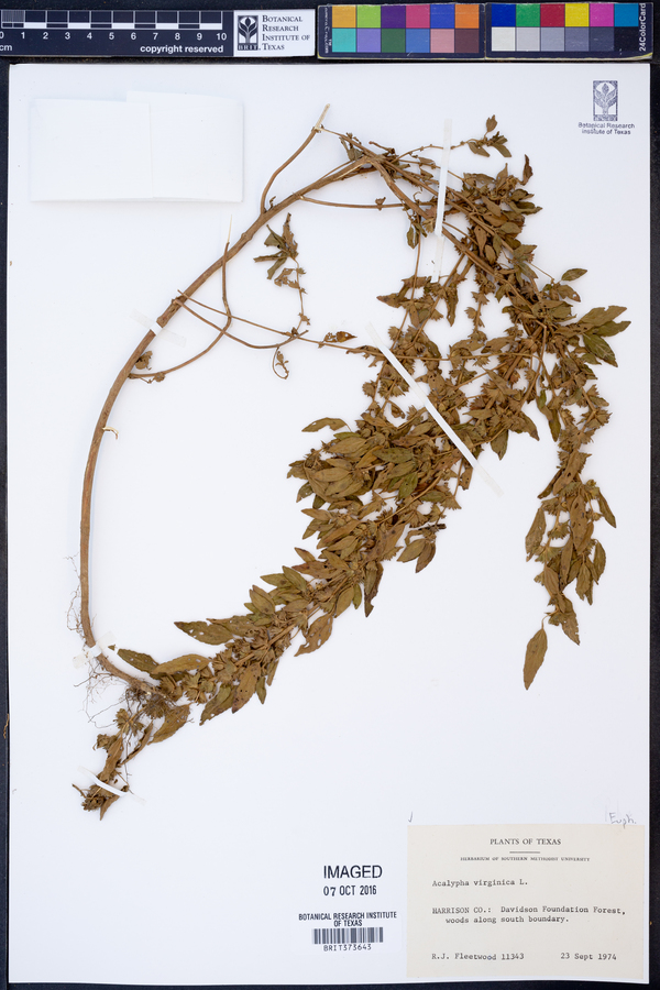 Acalypha virginica image