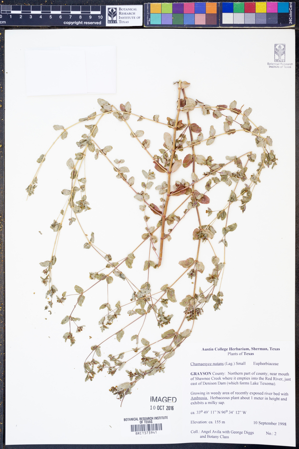 Chamaesyce nutans image