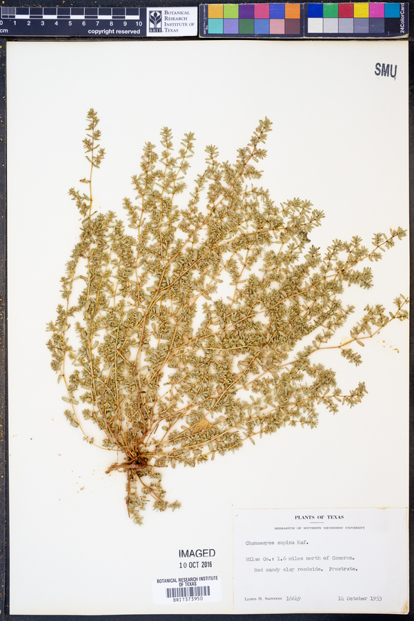 Chamaesyce nutans image