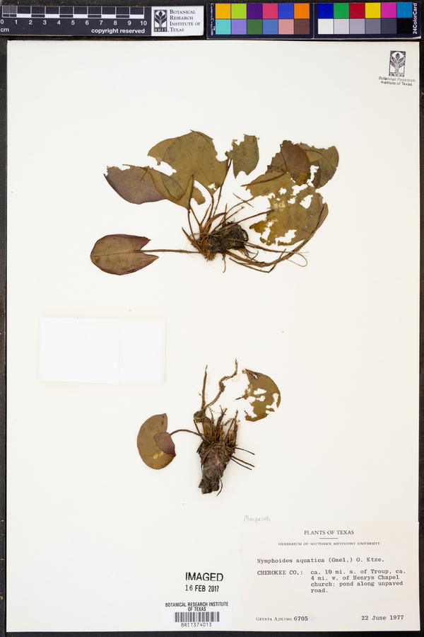 Nymphoides aquatica image