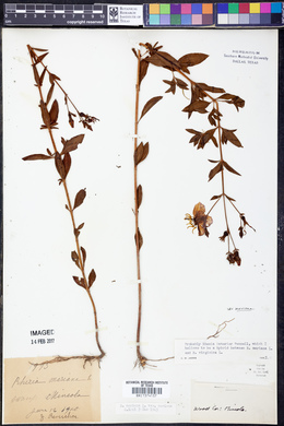 Rhexia mariana var. mariana image