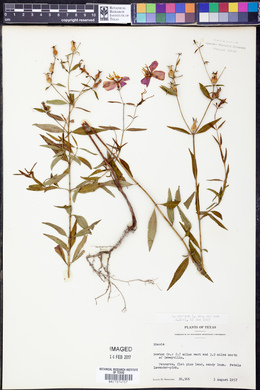 Rhexia mariana var. mariana image